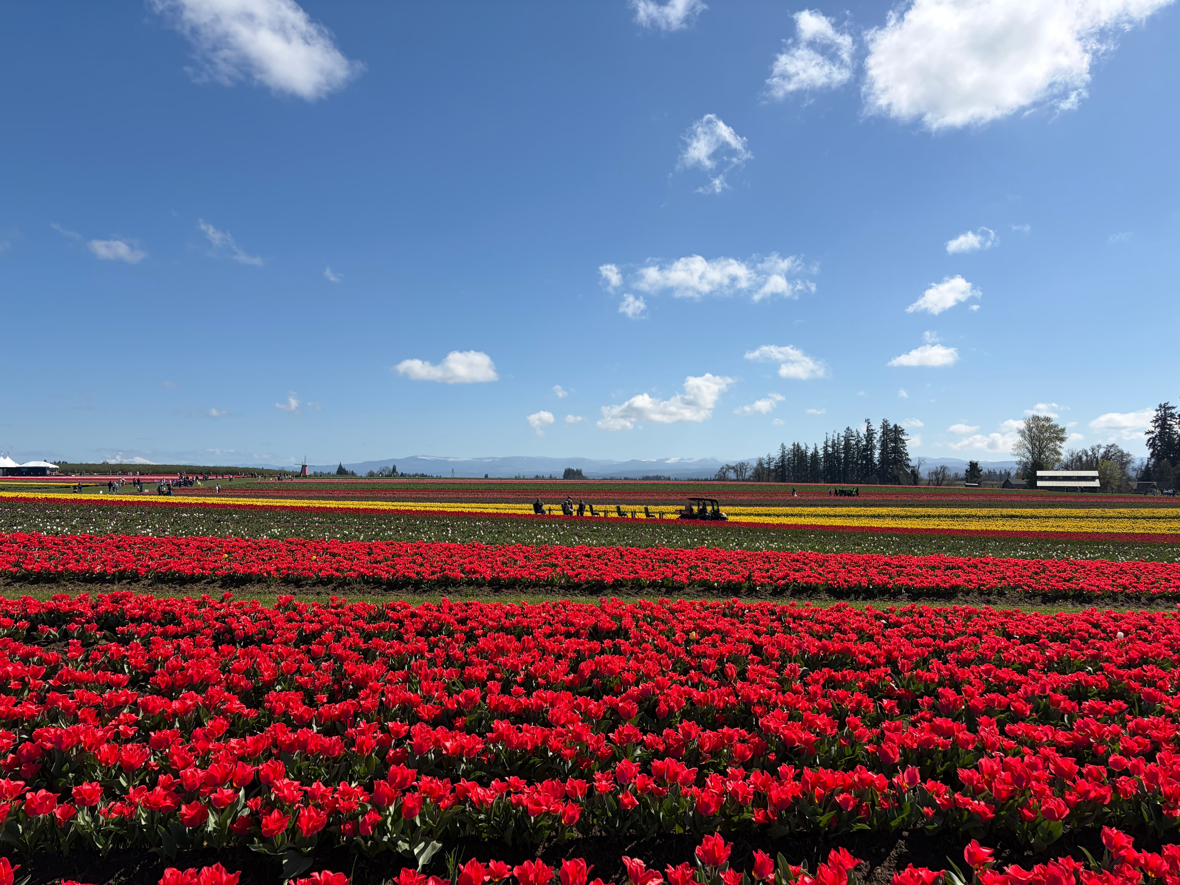 Rows of red and yellow flowers under a blue sky.